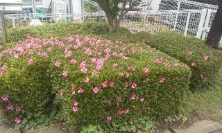 庭つつじ200520.jpg