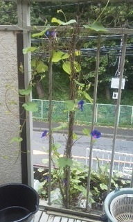 朝顔200708.jpg