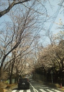桜180325.jpg