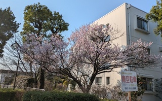 標本木250323.jpg