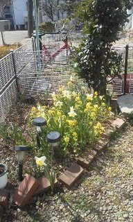 水仙と菜の花180314.jpg