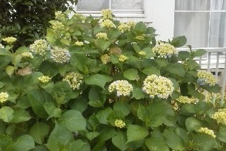 紫陽花190531.jpg